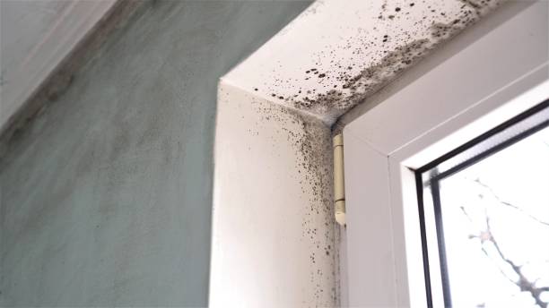 Best Mold Remediation for Specific Building Types in Lowell, AR