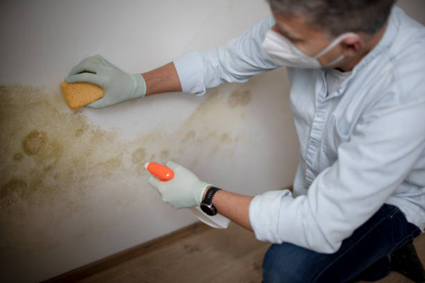Best DIY Mold Remediation Support Services in Lowell, AR