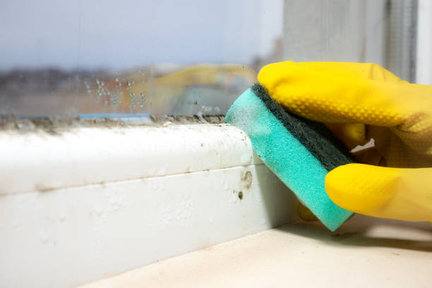 Best Attic Mold Remediation in Lowell, AR