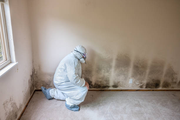 Best Post-Flood Mold Remediation in Lowell, AR