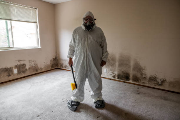 Best Attic Mold Remediation in Lowell, AR